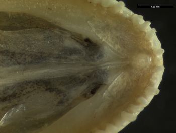Media type: image;   Herpetology R-134022